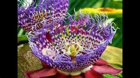 Top Most Beautiful Incredibly Rare Flowers Youtube