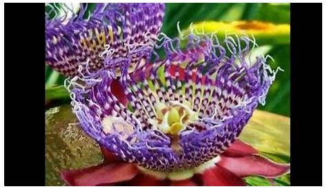 Top Most Beautiful Incredibly Rare Flowers - YouTube