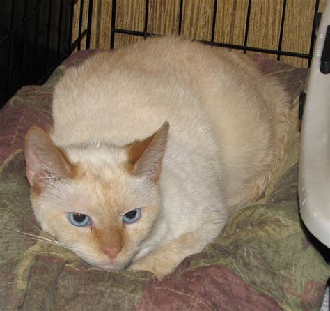 Seal point siamese were bred with red tabby or tortoiseshell british shorthair cats that carried orange genes. Aasta (Siamese flame point female) Adopted - Cat & Kitten ...