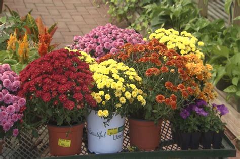 Fall Mums Come In Three Types