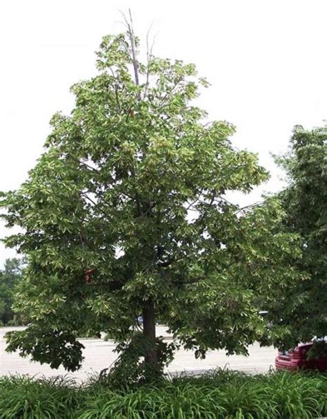 Tilia Americana Redmond Linden Country Bumpkin Plant Nursery