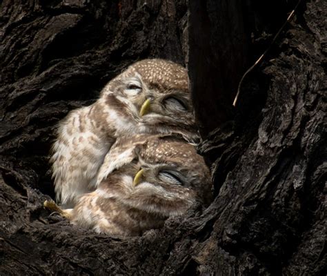 Owls Sleeping Are So Adorable You Need To See These Pictures Videos