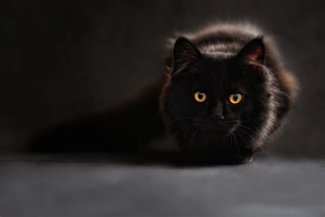 Free Images Animal Cute Pet Kitten Feline Black Cat Monochrome