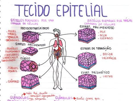 Mapa Mental Tecido Epitelial Tecido Epitelial Histologia Citologia Images
