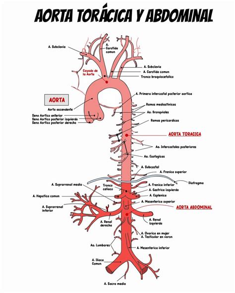 Recorrido De La Aorta Toracica Y Abdominal En Anatom A M Dica