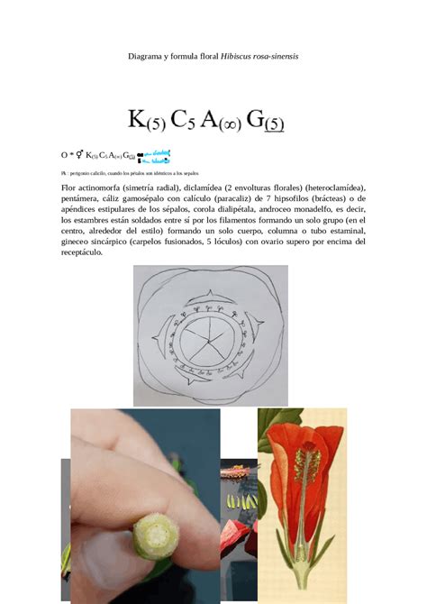 Diagrama Y Formula Floral De Hibiscus Rosa Sinensis Cucarda Guías