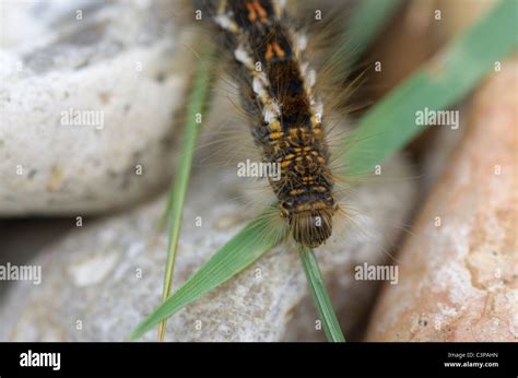 Brown Tail Moth Caterpillar Stock Photo Alamy