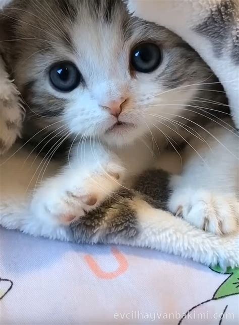 Tatlı Kedi Fotoğrafları Resim Kümesi Kelime