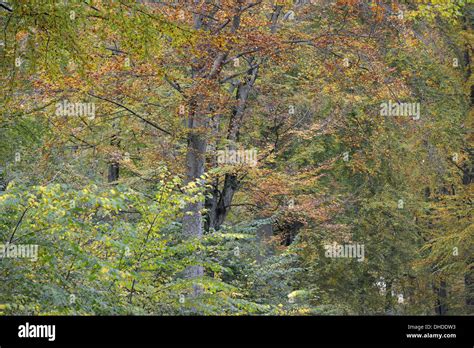 Old Beech Fagus Sylvatica Forest In Autumn Colours Stock Photo Alamy