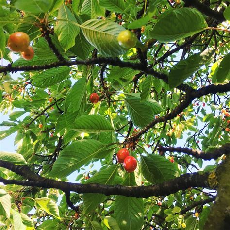 Fruit Trees Home Gardening Apple Cherry Pear Plum Identifying
