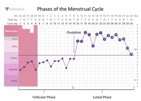 Female Fertility 101 Hormones Cycle Tracking And Getting To Know