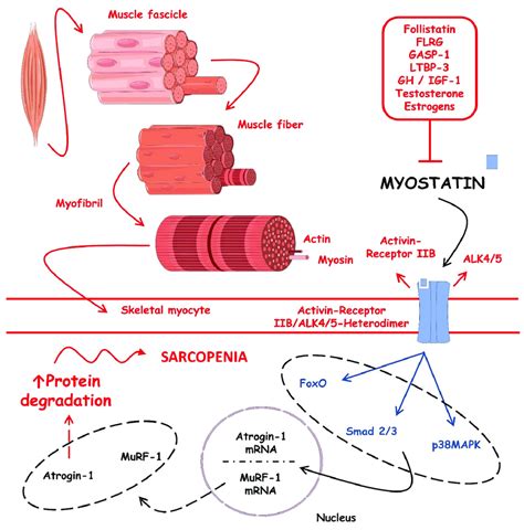 Intracellular Signaling Pathways Involved In The Myostatin Regulation