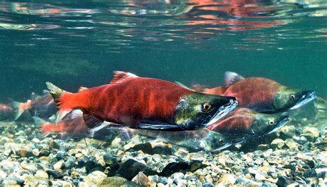 California Salmon Estuarine In 2021 Salmon Fish Steelhead Fishing
