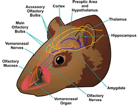 Mouse Olfactory System
