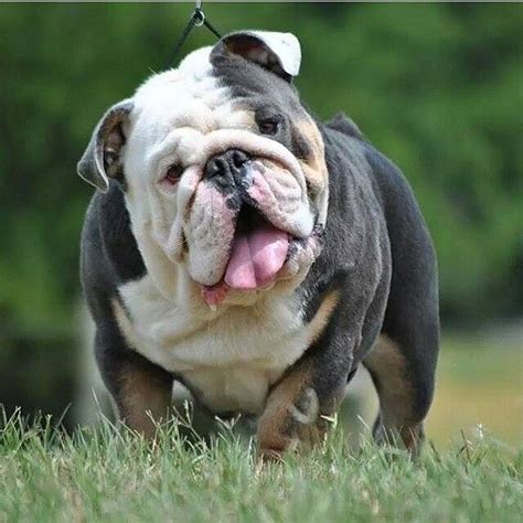 Thinking about getting an english bulldog? Male English Bulldog: UP FOR STUD!!! I introduce to you ...
