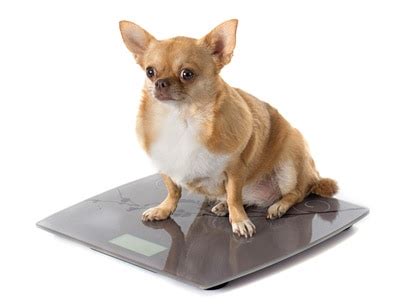 Medium breeds range from 200 to. How Much Should a Chihuahua Weigh? 4-6 Pounds