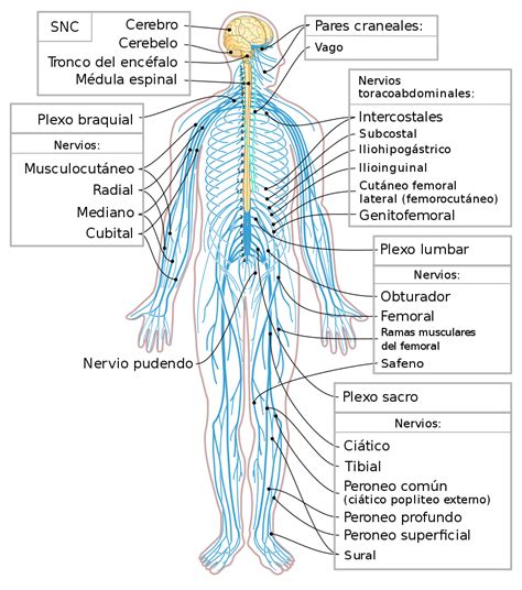 Oligodendrocytes in the central nervous system (unlike the schwann cells in the peripheral nervous system) form segments of myelin sheaths of numerous neurons at once. File:Nervous system diagram-es.svg - Wikimedia Commons