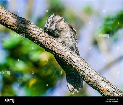 Australia Native Wildlife Sleepy Tawny Frogmouth Podargus Strigoides