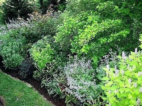 In planning for a loose border, select shrubs that will attain the desired height and width. Shrubs For Garden Borders Shrubs For Garden Borders Shrub ...