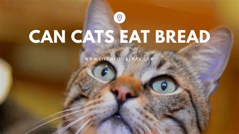 Can Cats Eat Bread Should They Eat It Catman