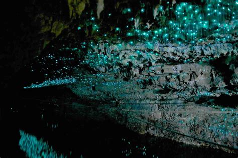 Waitomo Caves At The Night New Zealand