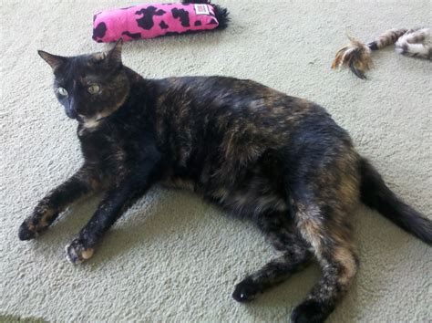 Turtle A Rare Male Tortoiseshell Cat Only 1 In 3000 Calico Or