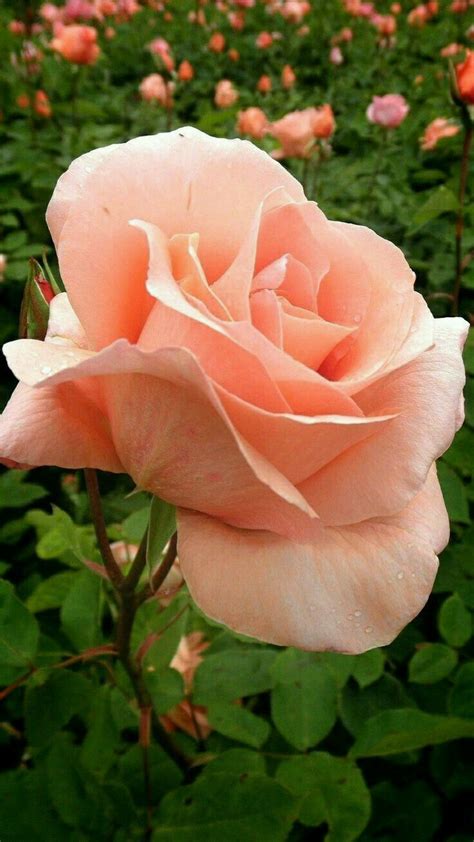 Es Muy Hermosa Flowers Beautiful Flowers Rose