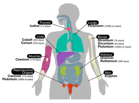 Human Body Organs Chart