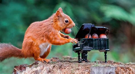 Red Squirrel Caught ‘playing A Grand Piano In Scottish Forest Classic Fm