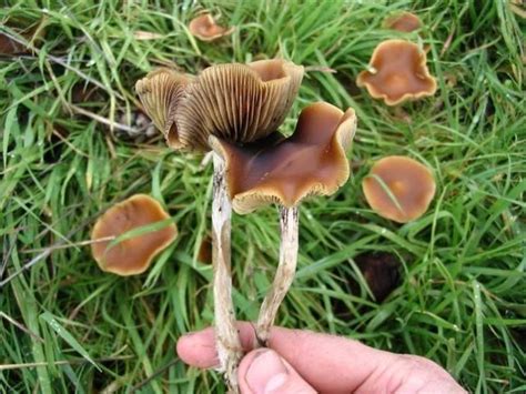 Australian Mushroom Identification Photos