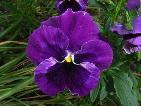 Pansy Flower Violet Free Image Download