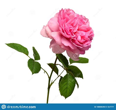 Pink English Rose Of David Austin Isolated On White Background Macro