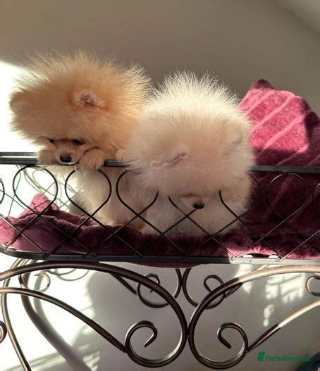 Kc Outstanding Pomeranian Puppies 💕🏆💕 London Pets4homes