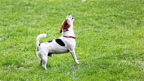 What To Do About A Neighbors Barking Dog Consumer Reports