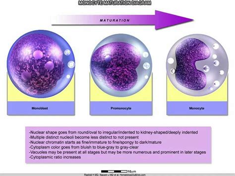 Monocyte Maduration Medicina And Hematología ♡ Pinterest