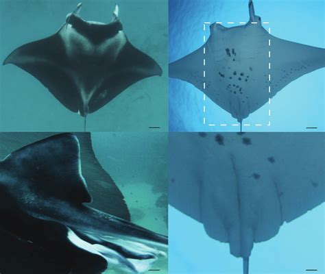 Key Features Used To Identify And Sex Manta Alfredi Using A The Download Scientific Diagram