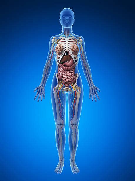 Human Body Anatomy Organs Female ~ Organs Internal Bodhoswasust