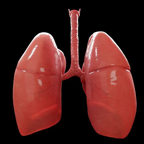 3d Model Human Lungs Vr Ar Low Poly Cgtrader