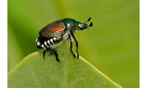 How To Kill Japanese Beetles