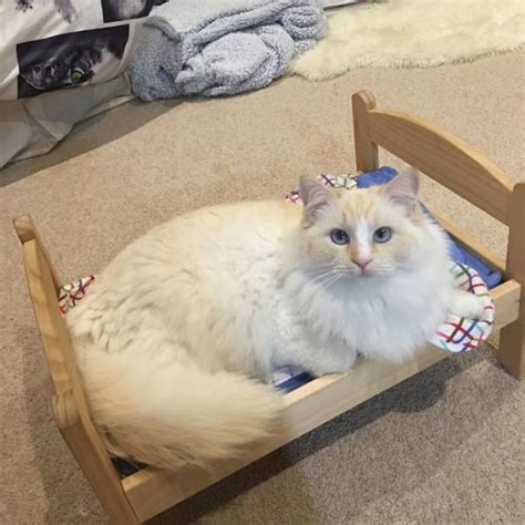 These Ikea Mini Beds Are For Cats Definitely 30 Pics