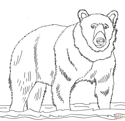 Brown bear coloring pages download and print for free