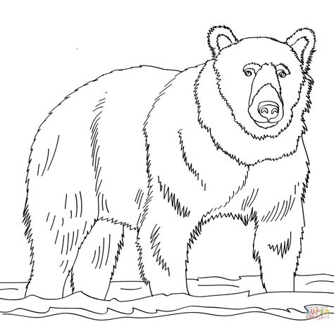 Disegno Di Orso Bruno Sull Acqua Da Colorare Disegni Da Colorare E