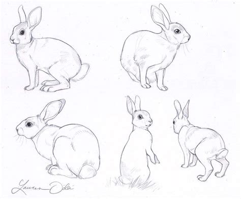 Bunny Drawing Reference And Sketches For Artists