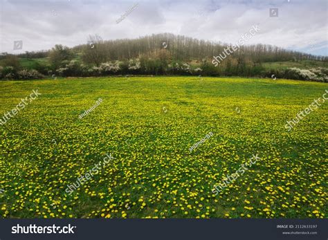 Colorful Spring Landscape Field Flowers Stock Photo 2112633197