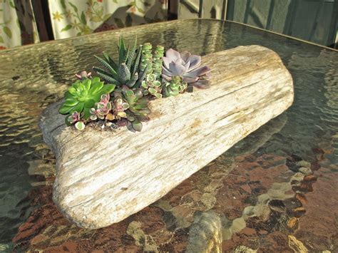 Andies Way Succulents In Driftwood Planter A Special T