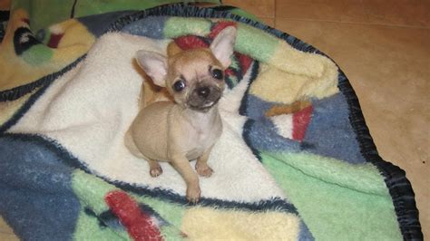 Find your furrever friend today! Chihuahua Puppies For Sale In Knoxville Tn | PETSIDI