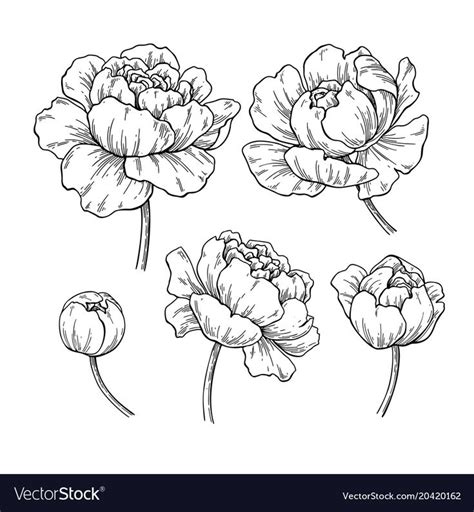 Peony Botanical Drawing Vector Hand Drawn Engraved Flower Set