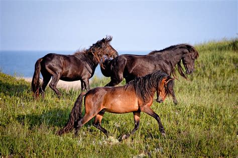 Wild Horses Of Sable Island Nova Scotia Canada — Bev Pettit Photography