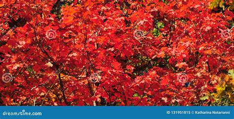 Fall Foliage On Red Maple Trees Showing Off Their Autumn Colors Stock