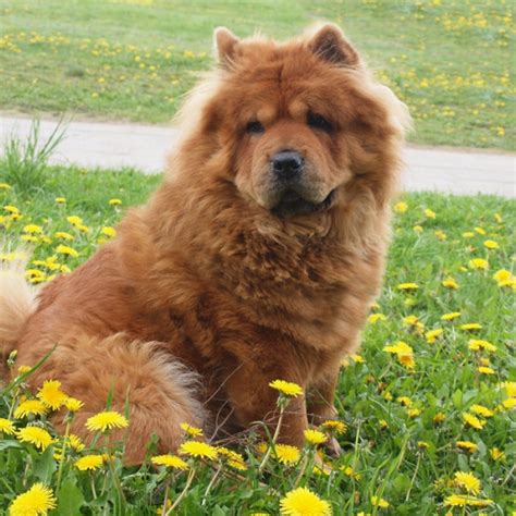 Chow Chow Dog Breed Facts And Information